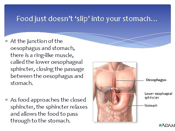 Food just doesn’t ‘slip’ into your stomach… At the junction of the oesophagus and
