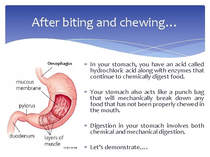 After biting and chewing… Oesophagus In your stomach, you have an acid called hydrochloric