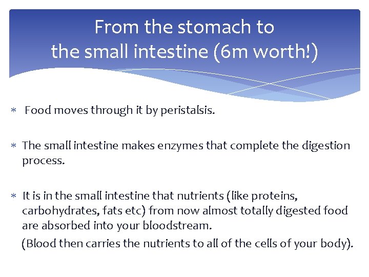 From the stomach to the small intestine (6 m worth!) Food moves through it