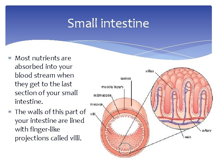 Small intestine Most nutrients are absorbed into your blood stream when they get to