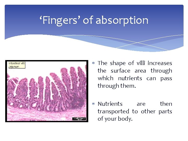 ‘Fingers’ of absorption The shape of villi increases the surface area through which nutrients