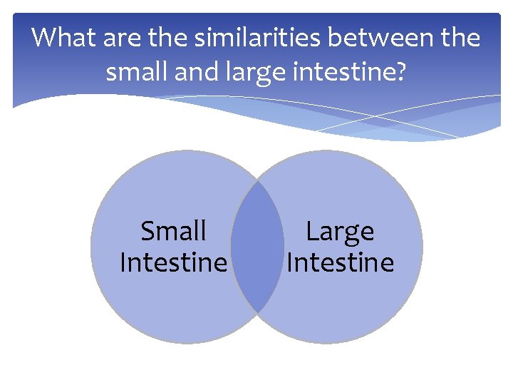 What are the similarities between the small and large intestine? Small Intestine Large Intestine