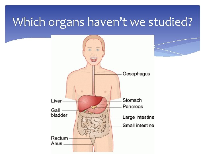 Which organs haven’t we studied? 