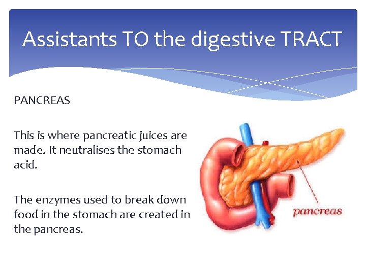 Assistants TO the digestive TRACT PANCREAS This is where pancreatic juices are made. It
