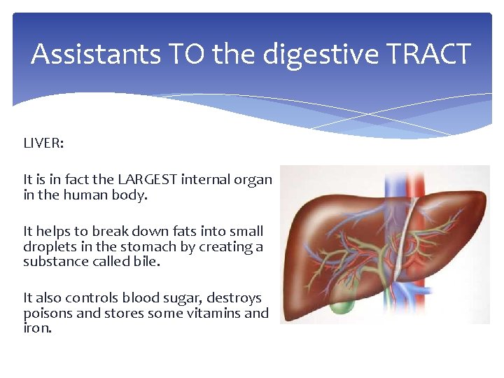 Assistants TO the digestive TRACT LIVER: It is in fact the LARGEST internal organ