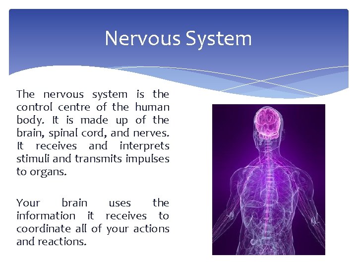 Nervous System The nervous system is the control centre of the human body. It