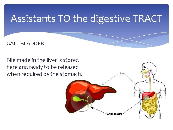 Assistants TO the digestive TRACT GALL BLADDER Bile made in the liver is stored