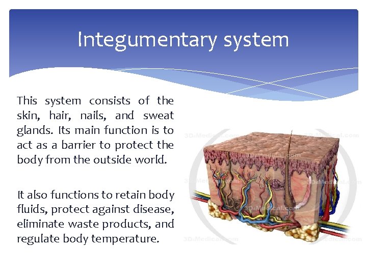 Integumentary system This system consists of the skin, hair, nails, and sweat glands. Its