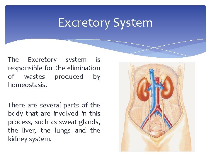 Excretory System The Excretory system is responsible for the elimination of wastes produced by
