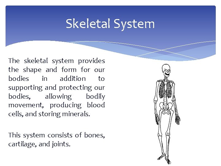 Skeletal System The skeletal system provides the shape and form for our bodies in