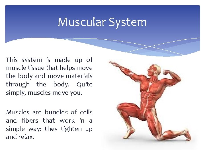 Muscular System This system is made up of muscle tissue that helps move the