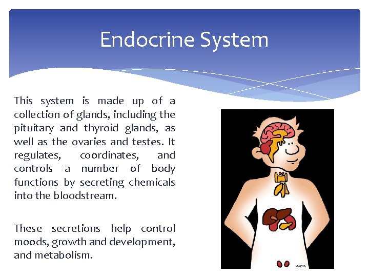 Endocrine System This system is made up of a collection of glands, including the