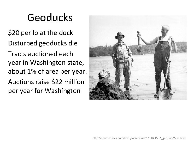 Geoducks $20 per lb at the dock Disturbed geoducks die Tracts auctioned each year