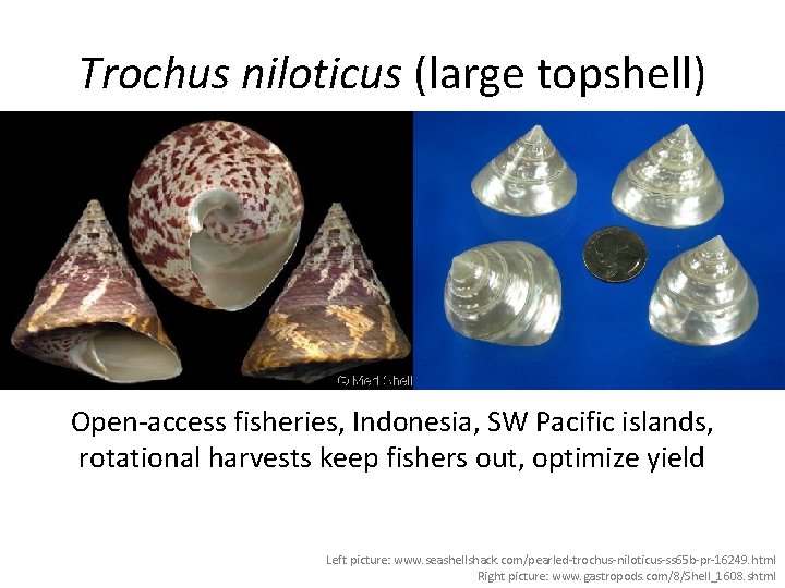 Trochus niloticus (large topshell) Open-access fisheries, Indonesia, SW Pacific islands, rotational harvests keep fishers