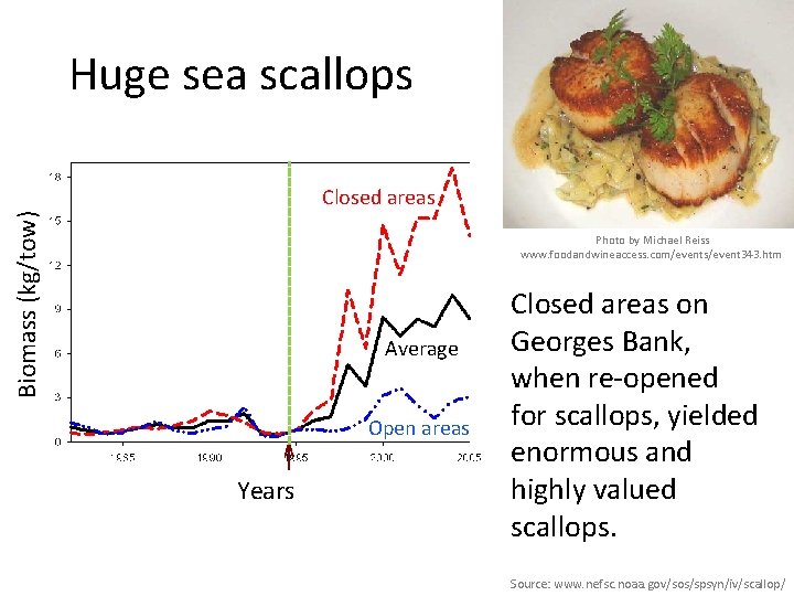 Huge sea scallops Biomass (kg/tow) Closed areas Photo by Michael Reiss www. foodandwineaccess. com/events/event