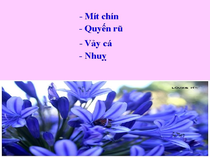 - Mít chín - Quyến rũ - Vảy cá - Nhuỵ 