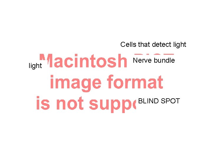 Cells that detect light Nerve bundle BLIND SPOT 