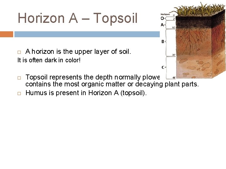 Horizon A – Topsoil A horizon is the upper layer of soil. It is