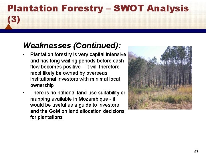 Plantation Forestry – SWOT Analysis (3) Weaknesses (Continued): • • Plantation forestry is very