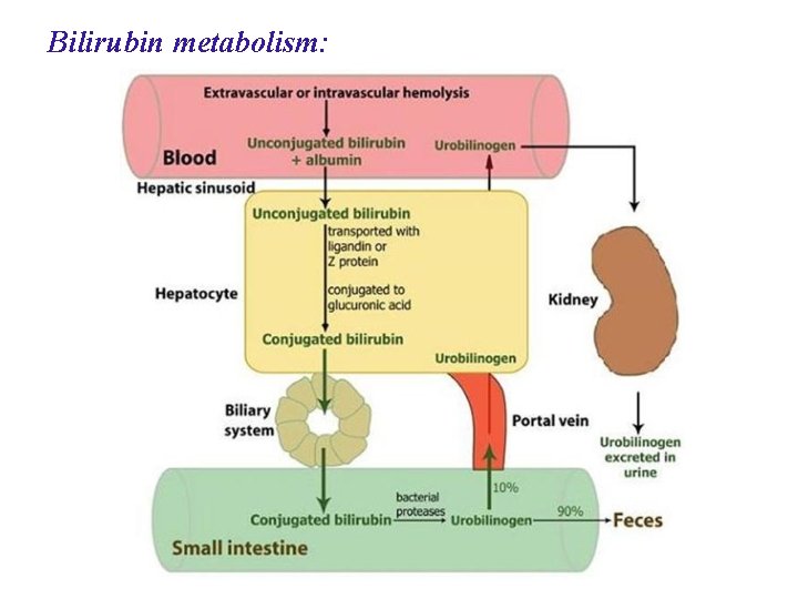 Bilirubin metabolism: 