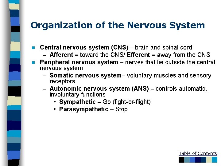 Organization of the Nervous System Central nervous system (CNS) – brain and spinal cord