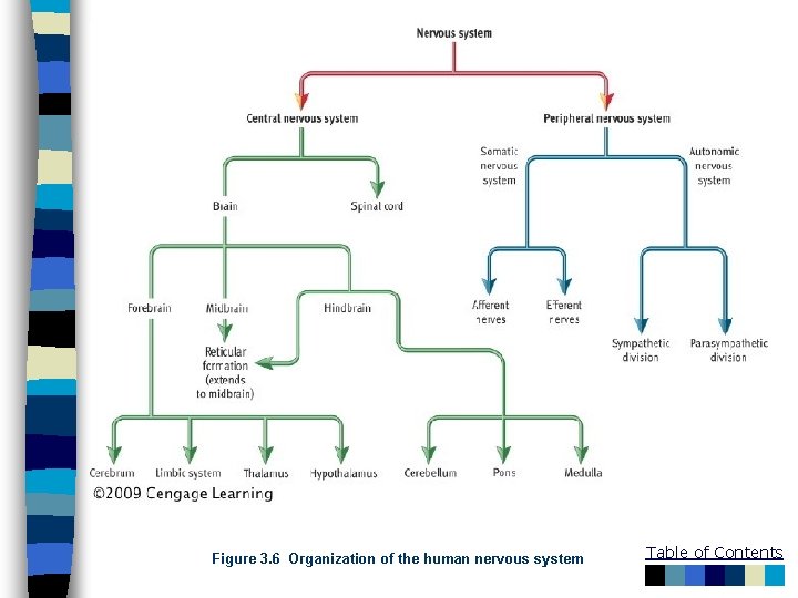 Figure 3. 6 Organization of the human nervous system Table of Contents 