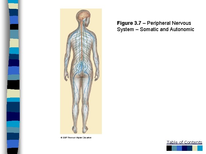 Figure 3. 7 – Peripheral Nervous System – Somatic and Autonomic Table of Contents