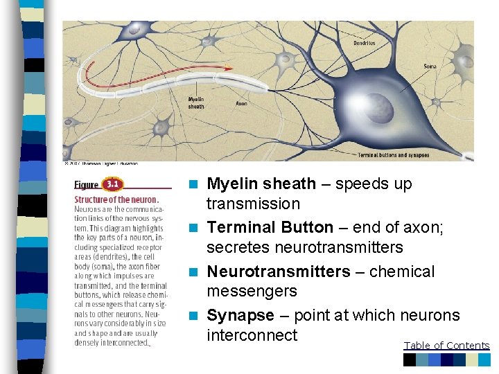 Myelin sheath – speeds up transmission n Terminal Button – end of axon; secretes