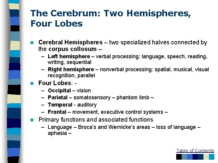 The Cerebrum: Two Hemispheres, Four Lobes n Cerebral Hemispheres – two specialized halves connected