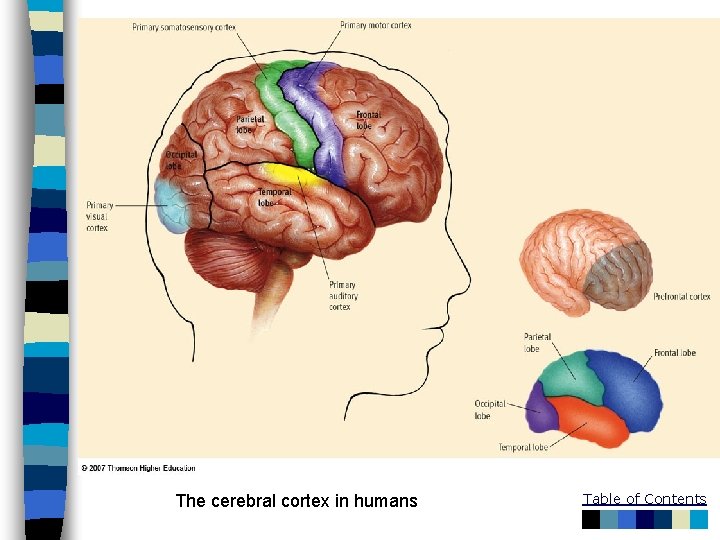 The cerebral cortex in humans Table of Contents 