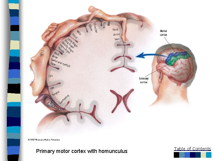 Primary motor cortex with homunculus Table of Contents 