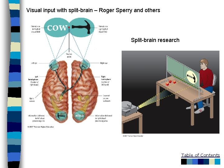 Visual input with split-brain – Roger Sperry and others Split-brain research Table of Contents
