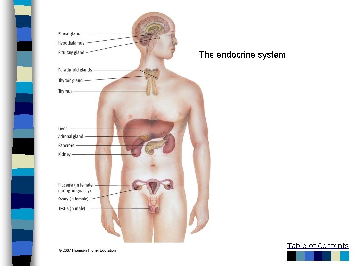 The endocrine system Table of Contents 