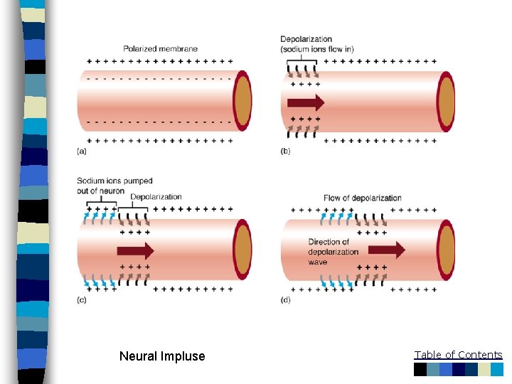 Neural Impluse Table of Contents 