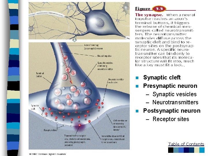 Synaptic cleft n Presynaptic neuron – Synaptic vesicles – Neurotransmitters n Postsynaptic neuron –