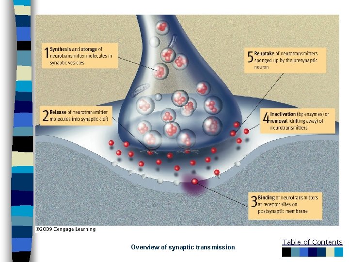 Overview of synaptic transmission Table of Contents 