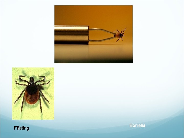 Fästing Borrelia 