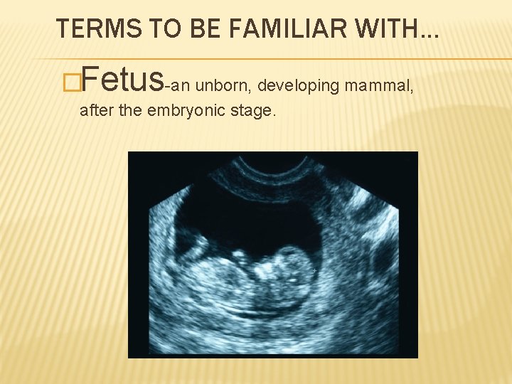 TERMS TO BE FAMILIAR WITH… �Fetus-an unborn, developing mammal, after the embryonic stage. 