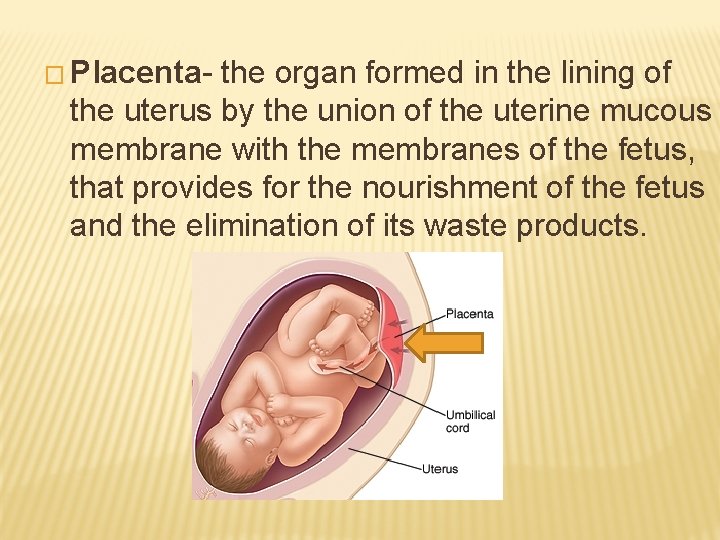 � Placenta- the organ formed in the lining of the uterus by the union