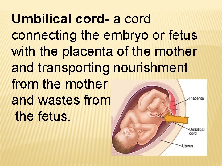 Umbilical cord- a cord connecting the embryo or fetus with the placenta of the