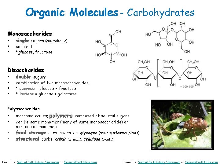 Organic Molecules - Carbohydrates Monosaccharides • • • single sugars (one molecule) simplest *glucose,
