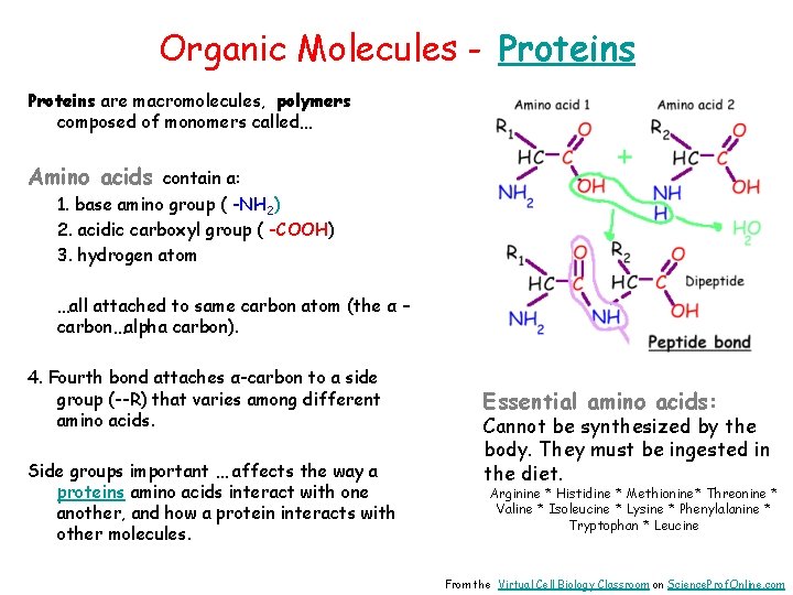 Organic Molecules - Proteins are macromolecules, polymers composed of monomers called… Amino acids contain