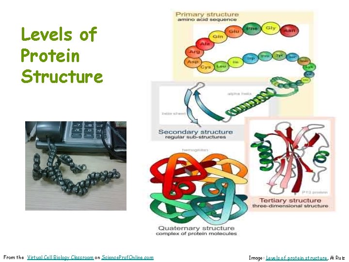 Levels of Protein Structure From the Virtual Cell Biology Classroom on Science. Prof. Online.