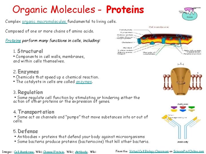 Organic Molecules - Proteins Complex organic macromolecules fundamental to living cells. Composed of one