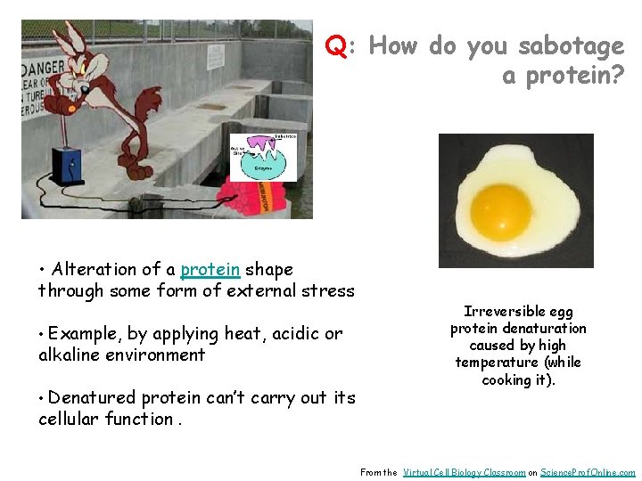 Q: How do you sabotage a protein? • Alteration of a protein shape through