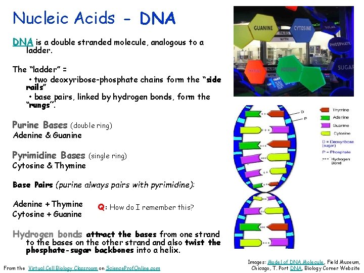 Nucleic Acids - DNA is a double stranded molecule, analogous to a ladder. The