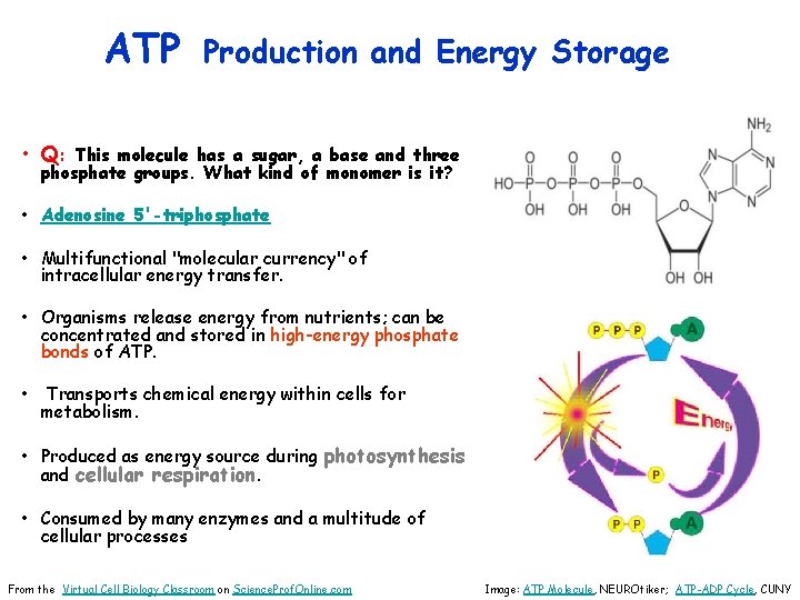 ATP Production and Energy Storage • Q: This molecule has a sugar, a base