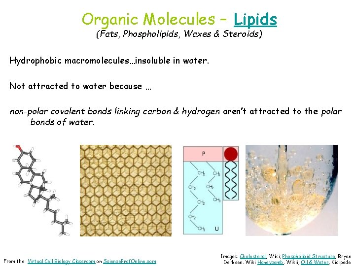 Organic Molecules – Lipids (Fats, Phospholipids, Waxes & Steroids) Hydrophobic macromolecules…insoluble in water. Not