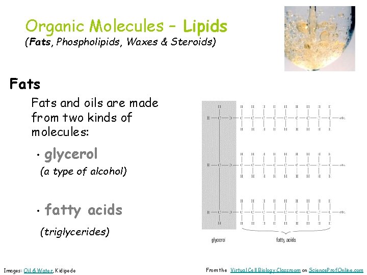 Organic Molecules – Lipids (Fats, Phospholipids, Waxes & Steroids) Fats and oils are made