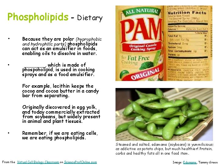 Phospholipids - Dietary • Because they are polar (hyprophobic and hydrophilic parts) phospholipids can
